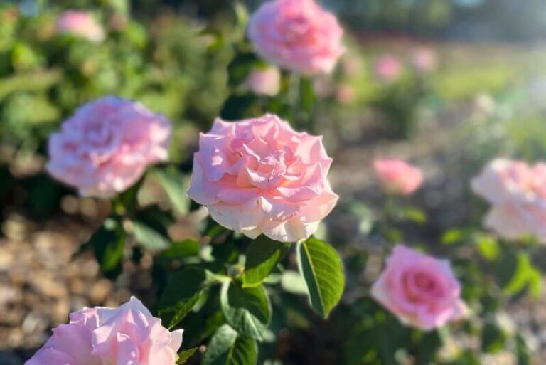 close up of a pink rose at the rose garden at Gage Park, Kansas