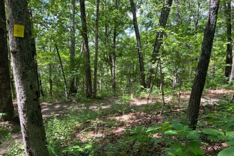 A very shaded wooded trail, no people present. Looking through lots of tall trees, the one nearest has a yellow square tag on it marking the trail
