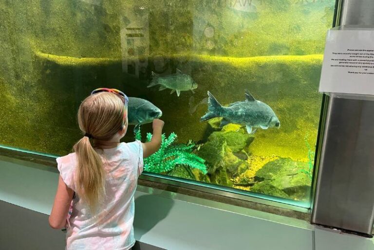 a little girl with her hand up to the glass of an aquarium glass window. Large fish swimming behind the glass. The water is a bit murky and brown, with a sign to the right that explains the condition of the water is because the fish were just brought in from the Mississippi and have to acclimate