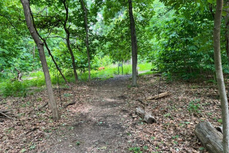 natural dirt floor with bright green leaves in a wooded area. Through the trees you can barely see a deer with bright brown/orange hair