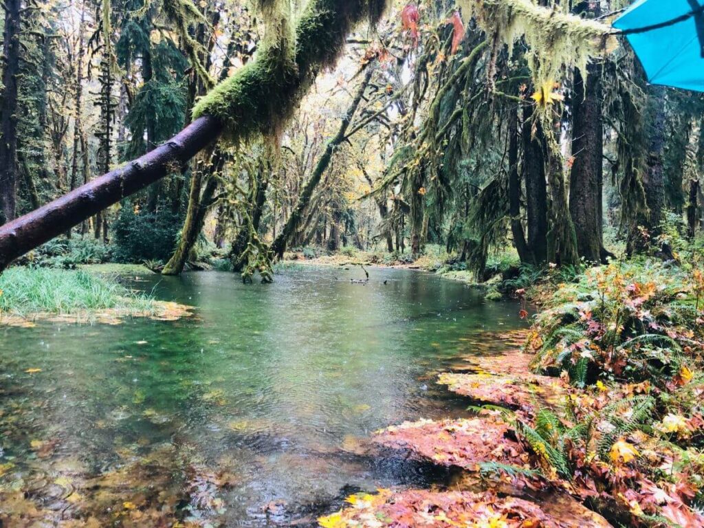 Kestner Homestead Trail at Olympic National Park. Looking over a greenish Turquise hue river with long skinny tree trunk hanging almost horizontally above. Trees surrounding are mossy