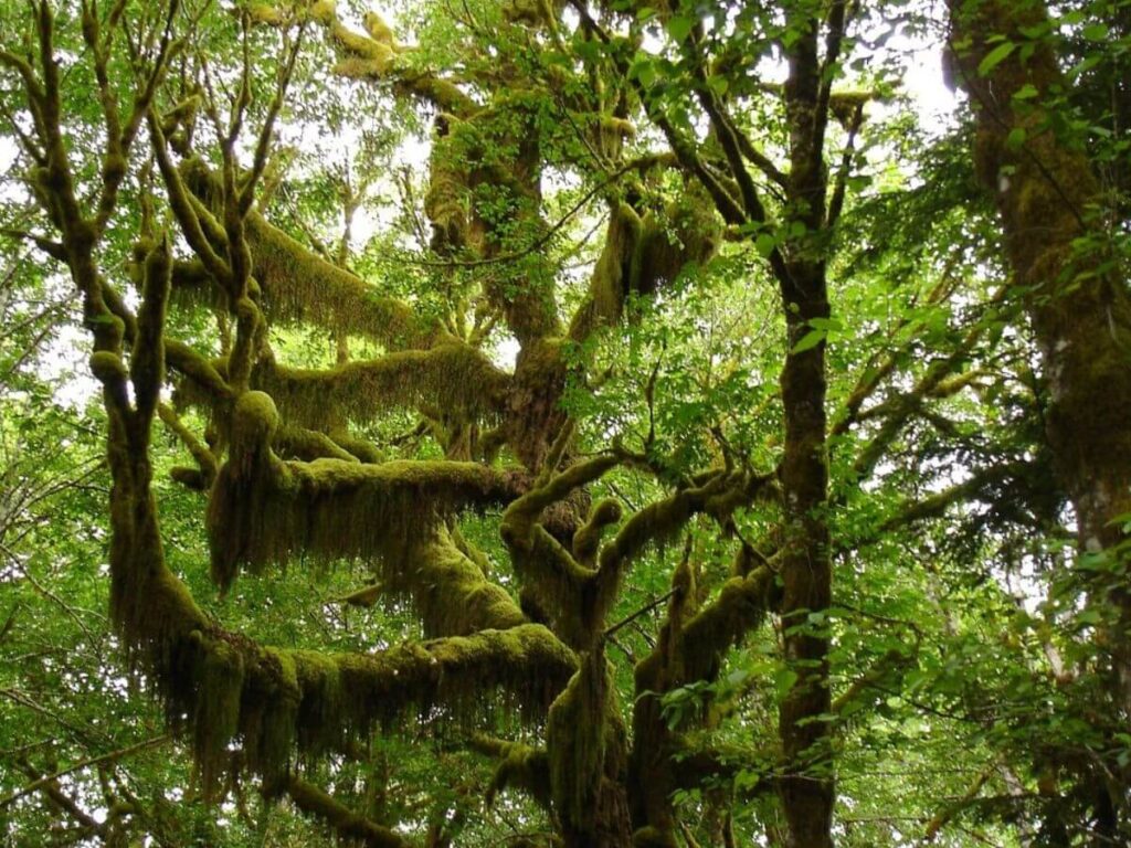 green rainforest at Lake Quinault Olympic National park. A closer view of a large, mossy tree