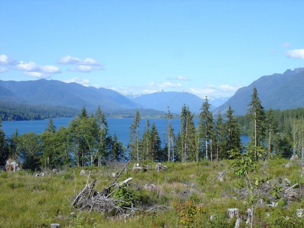 looking at a blue lake in the distance beyond the green grass and row of pine trees. Mountains in the distance