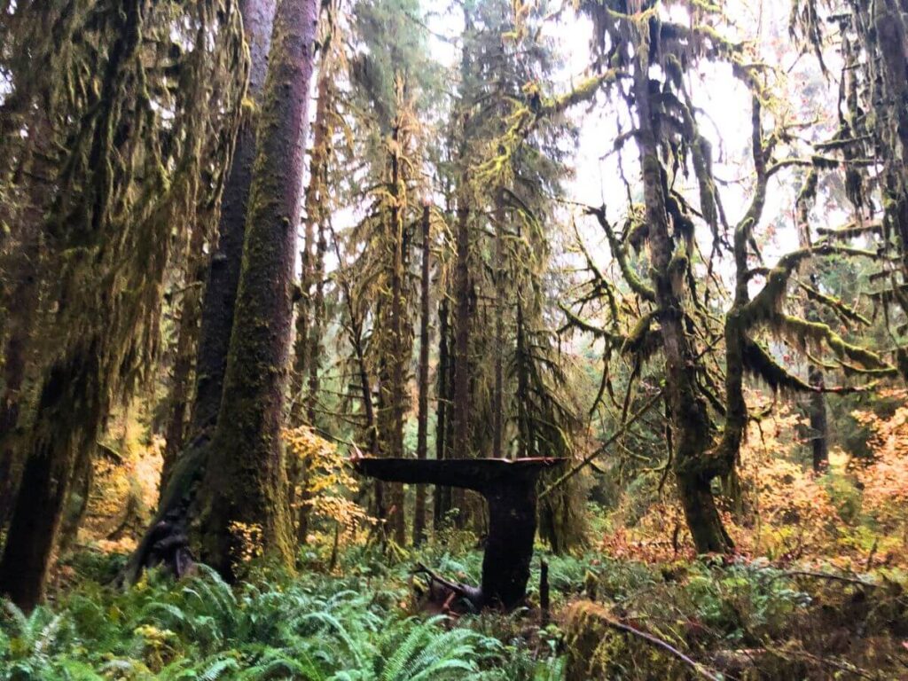 tall trees in the Hoh Rainforest in Olympic National Park. They are covered in moss, golden fall foliage on the ground and some bright green foliage as well