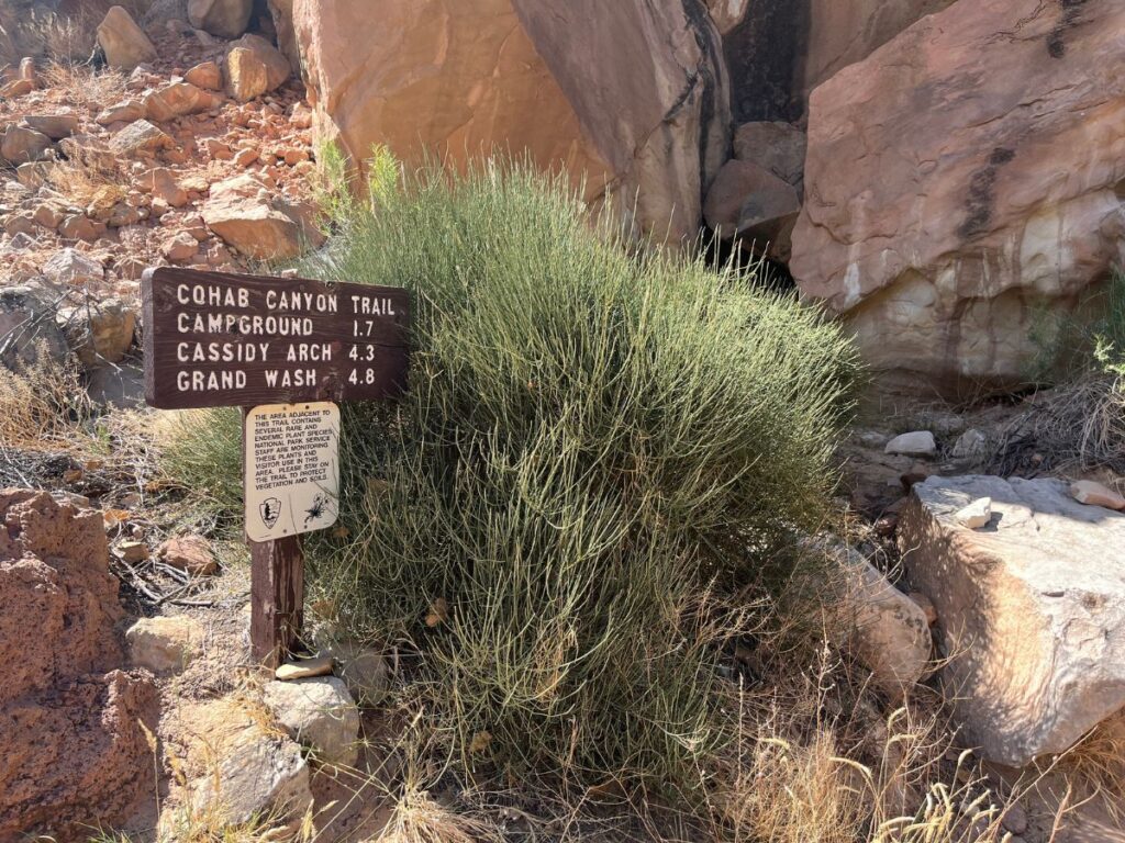 brown trailhead sign with "Cohab Canyon Trail, Campground, Cassidy Arch, Grand Wash" next to a dry grassy bush