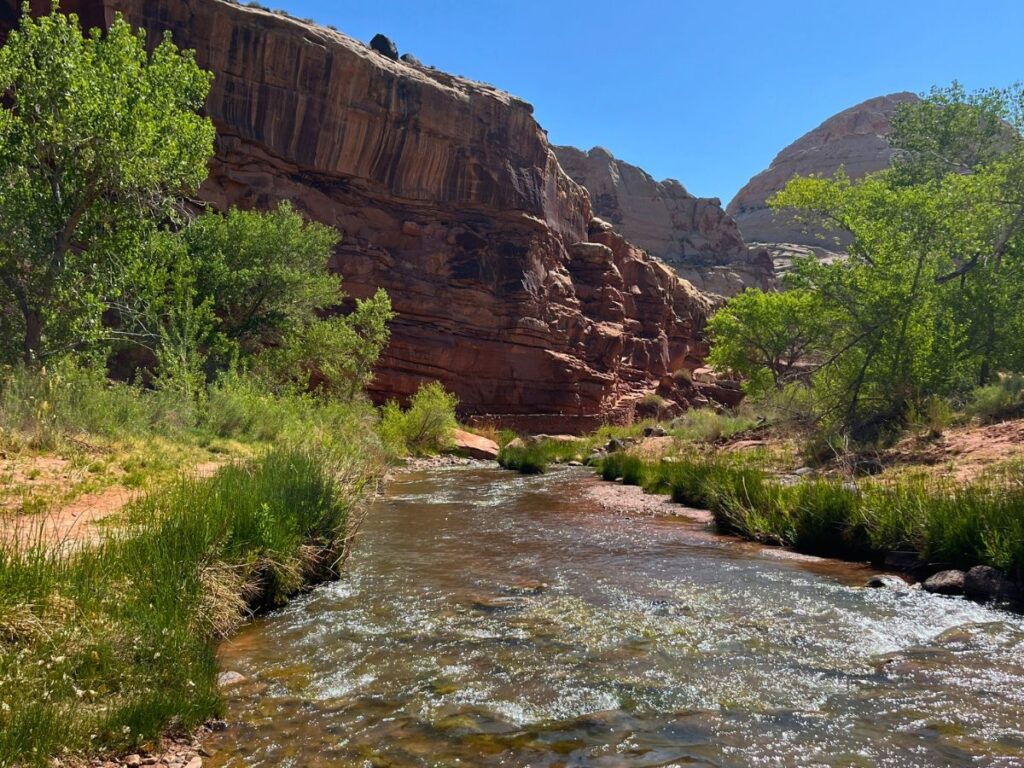 Freemont River in Capitol Reef National Park is set against a tall red rock wall with lots of light green trees and grass to the side