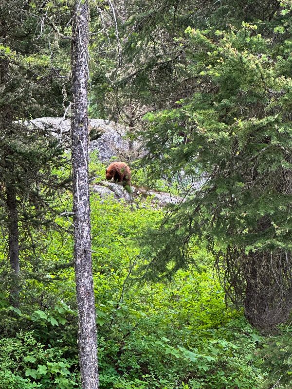 a brown colored bear in the middle.  greenery on the floor and trees all around