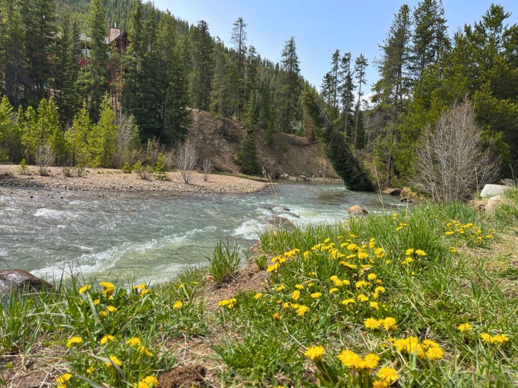 the Snake River in Keystone, Colorado. A few gentle rapids. Green grasses and lots of yellow dandelions line the right side