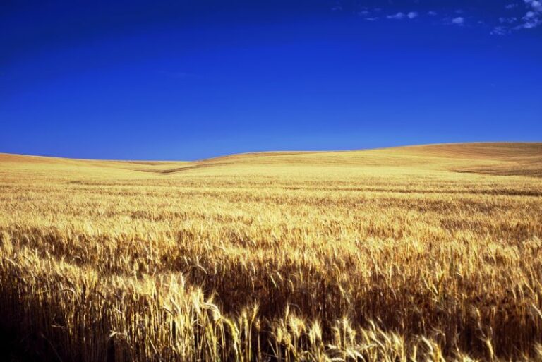 golden fields of wheat showing Kansas as flat as a pancake. Crisp blue sky