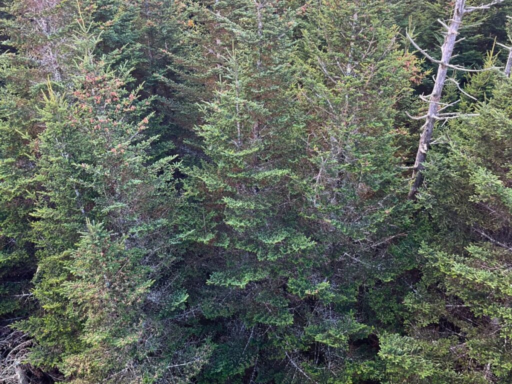 looking down at the tops of pine trees