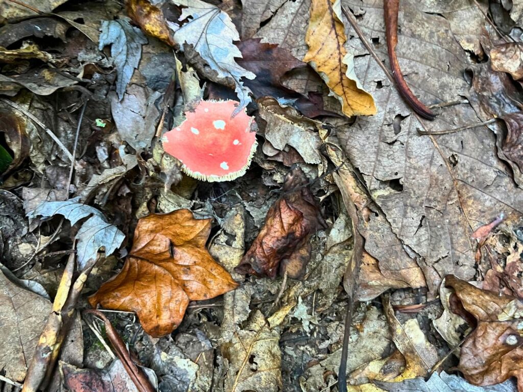 a red, flat top mushroom with a couple white spots on it grows on the ground covered in leaves