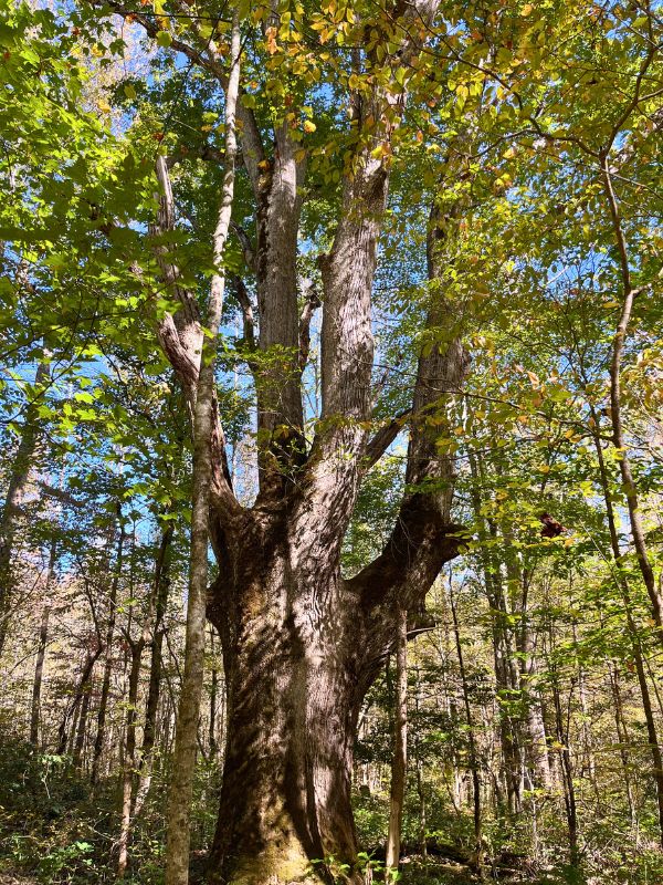 a large tree on the Big White Oak Quiet Walkway in Great Smoky Mountains National Park