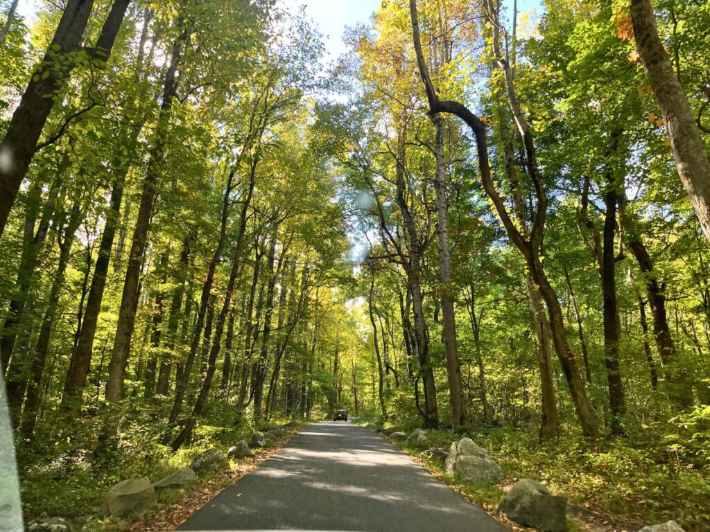 a single lane road goes through a thick grove of green trees on the Roaring Fork Motor Nature Trail. This is a great way to spend 1 of 3 days in Great Smoky Mountains National Park