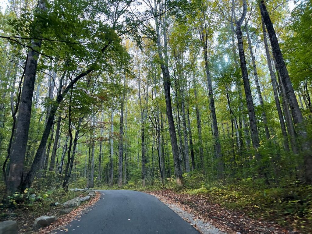 roaring fork motor nature trail in Great Smoky Mountains National Park in October.  Lots of deciduous trees thick on both sides of this one way road
