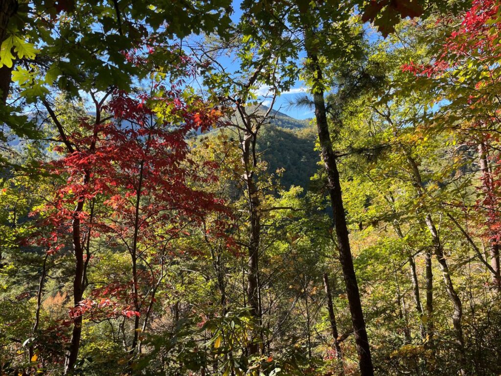 changing colors of red and yellow amongst some green deciduous trees