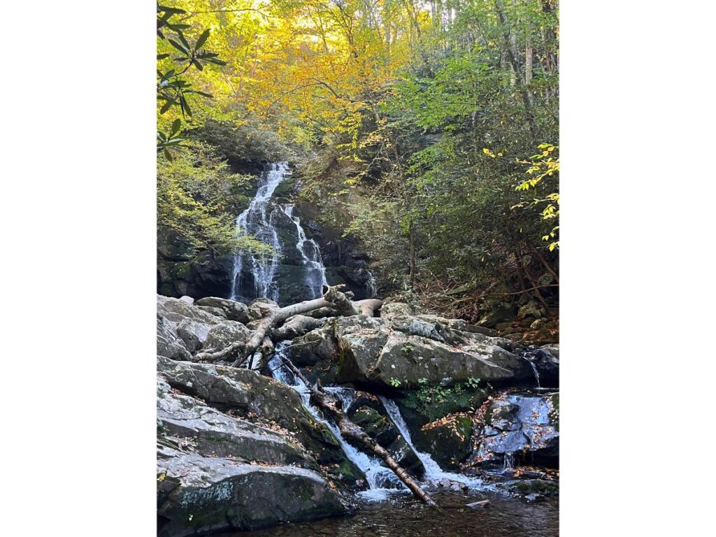 spruce flats falls in Great Smoky Mountains national park. A waterfall with bright yellow leaves framing the picture. Water flows over a few levels of rocks at the bottom