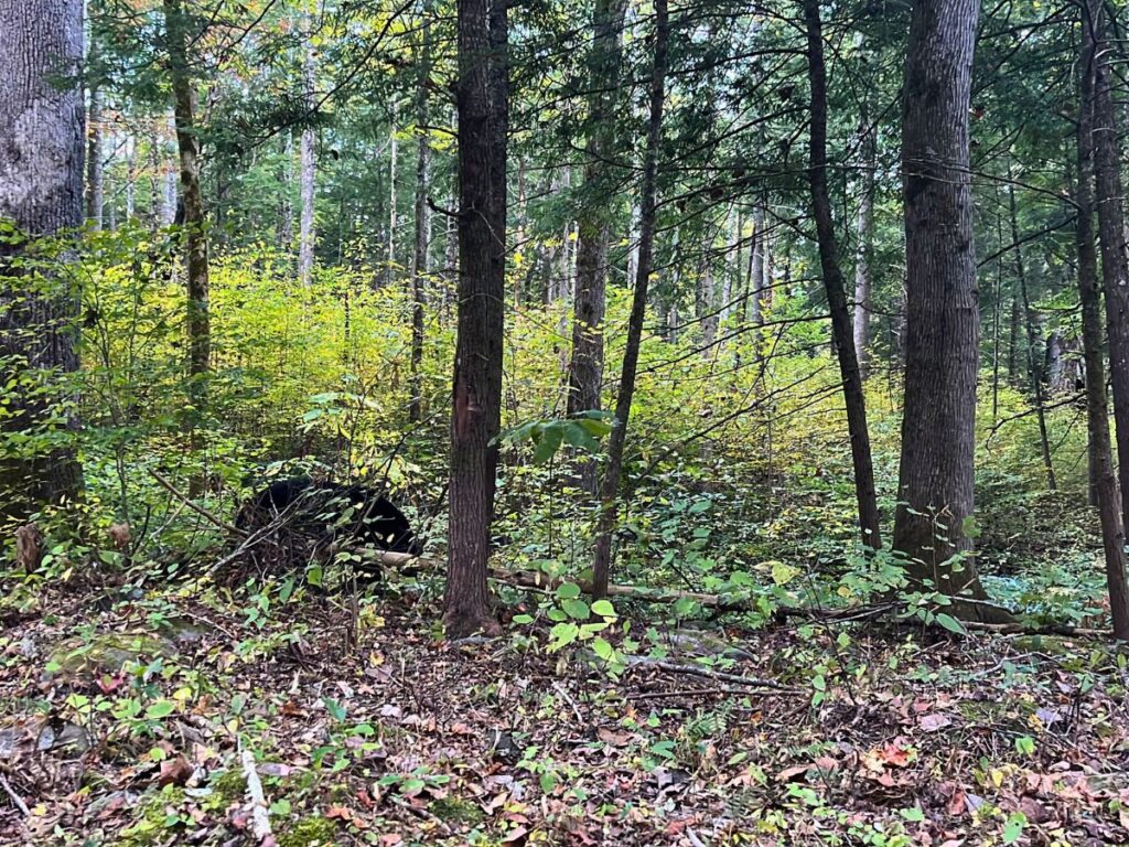 a bear walking through the woods at Great Smoky Mountains National Park