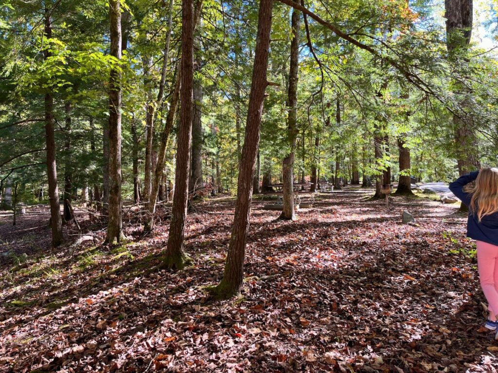 a forested area with picnic tables camoflauged in view in the distance.  A young girl walking on the right side