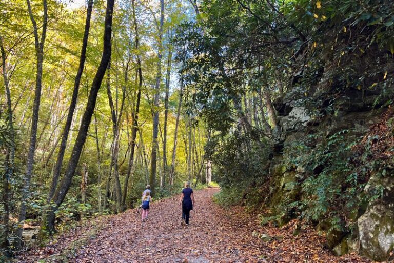 Easy hikes in Great Smoky Mountains national park include the middle prong trail. middle prong trail at Great Smoky Mountains National Park. A wide, flat, leaf-covered trail through the trees with a few kids running ahead